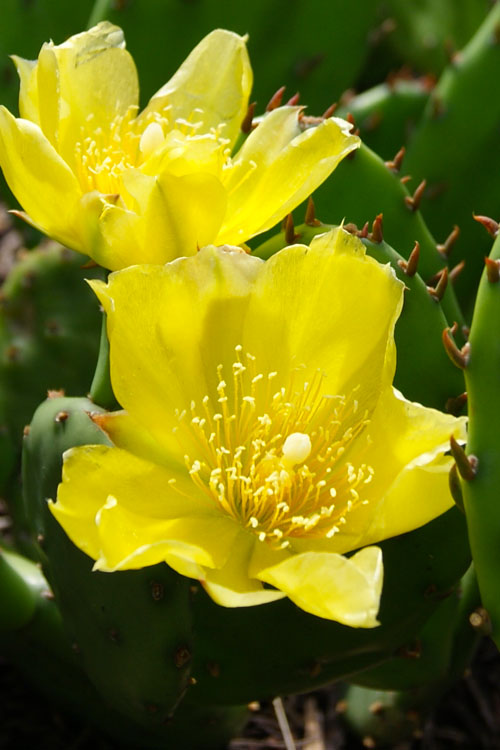  Eastern Prickly Pear Cactus (Opuntia Humifusa) - 3 Gallon Pot