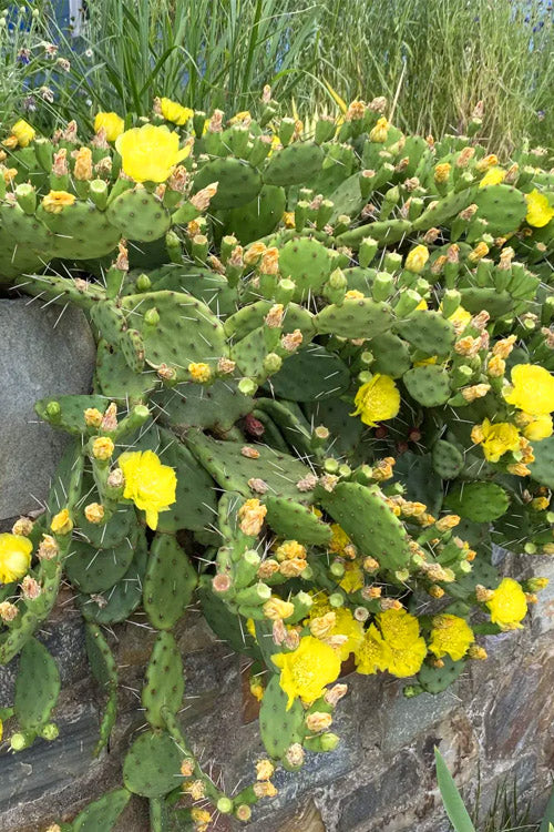  Eastern Prickly Pear Cactus (Opuntia Humifusa) - 3 Gallon Pot