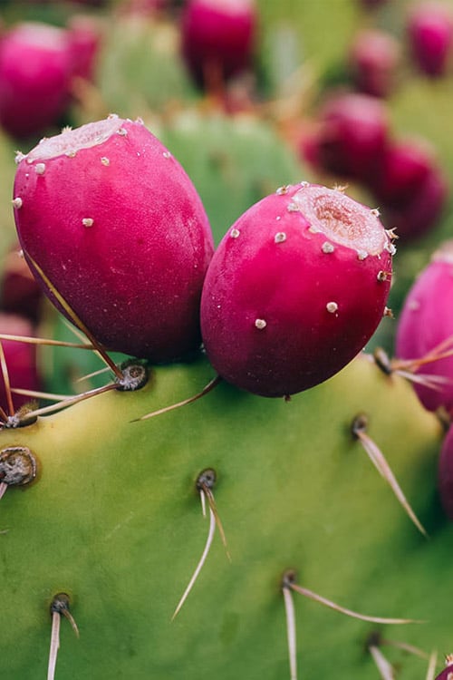  Eastern Prickly Pear Cactus (Opuntia Humifusa) - 3 Gallon Pot 