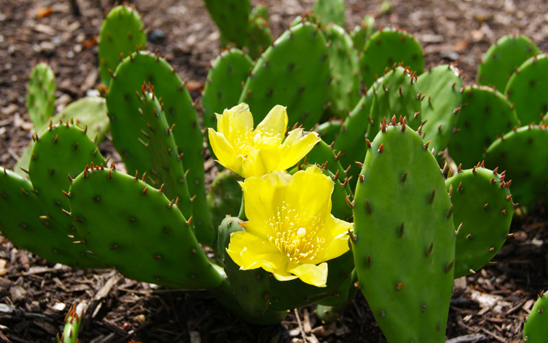  Eastern Prickly Pear Cactus (Opuntia Humifusa) - 3 Gallon Pot