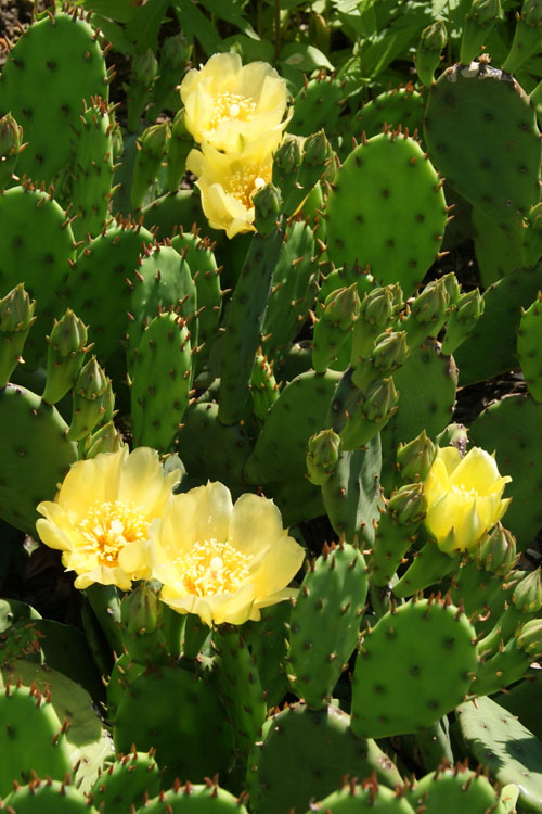  Eastern Prickly Pear Cactus (Opuntia Humifusa) - 3 Gallon Pot
