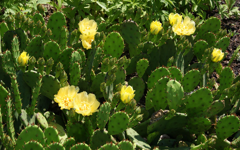  Eastern Prickly Pear Cactus (Opuntia Humifusa) - 3 Gallon Pot