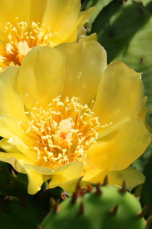  Eastern Prickly Pear Cactus (Opuntia Humifusa) - 3 Gallon Pot