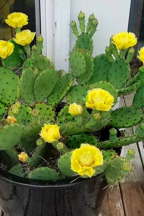  Eastern Prickly Pear Cactus (Opuntia Humifusa) - 3 Gallon Pot 
