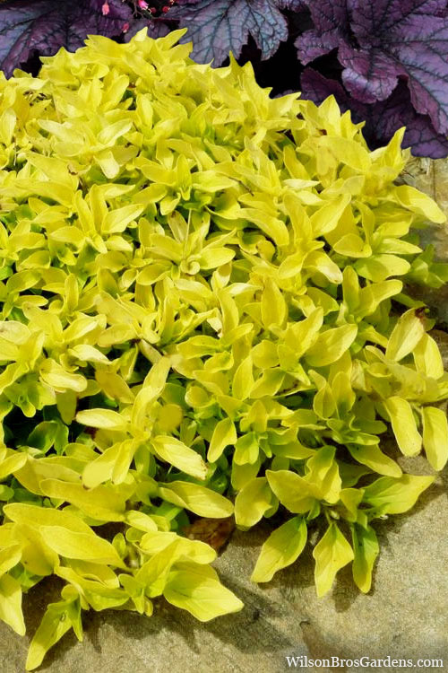  Golden Oregano - 5 Pack Of Pint Pots