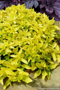  Golden Oregano - 5 Pack Of Pint Pots