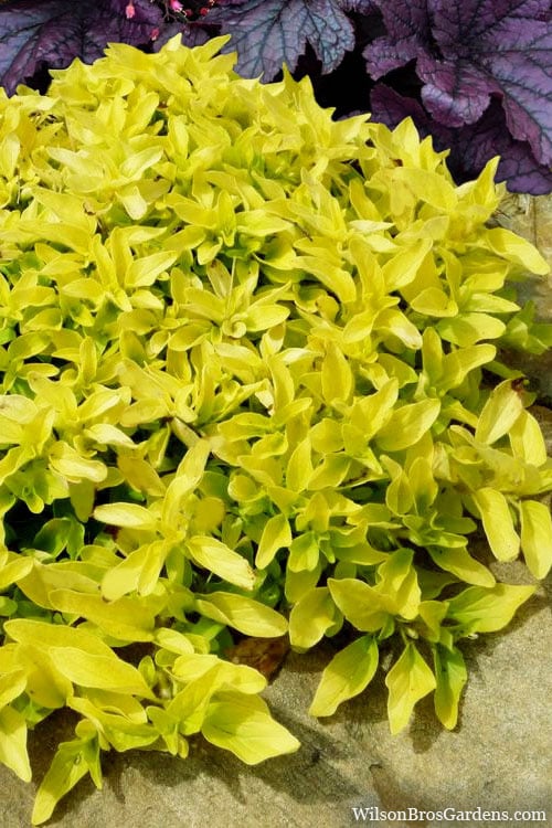  Golden Oregano - 5 Pack Of Pint Pots