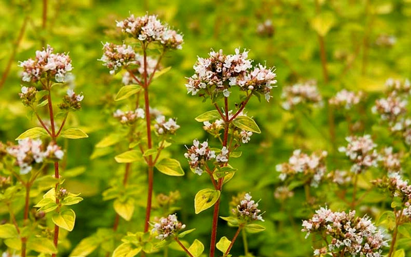  Golden Oregano - 6 Pack Of Pint Pots