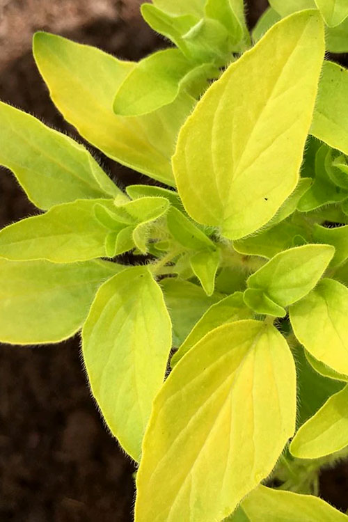 Golden Oregano - 5 Pack Of Pint Pots