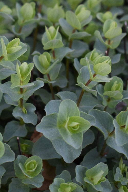  Kent Beauty Oregano - 6 Pack Of 1 Gallon Pos