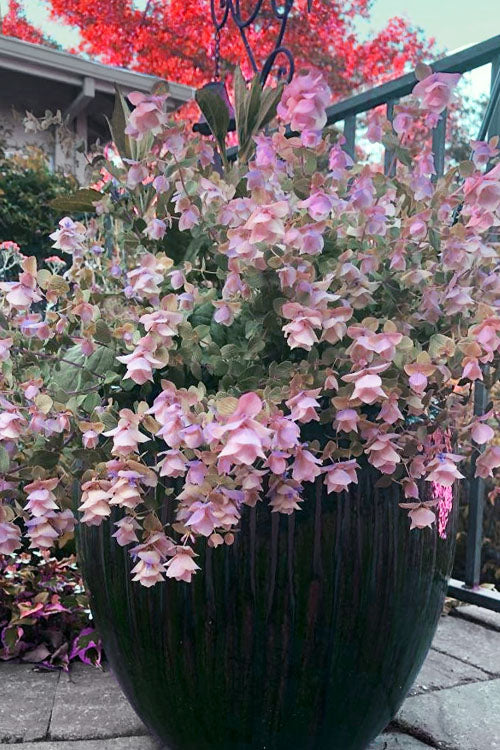  Kent Beauty Oregano - 6 Pack Of 1 Gallon Pos