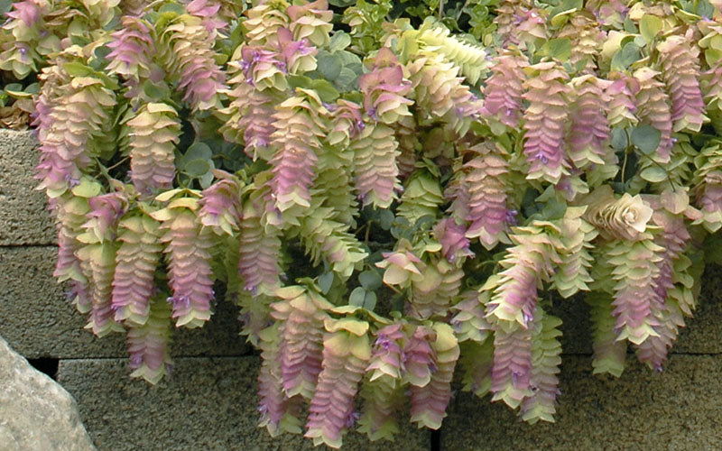  Kent Beauty Oregano - 6 Pack Of 1 Gallon Pos