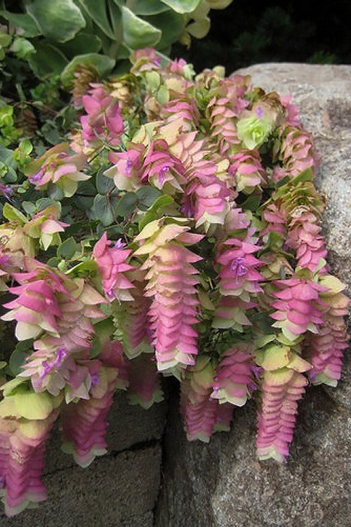  Kent Beauty Oregano - 6 Pack Of 1 Gallon Pos