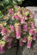 Kent Beauty Oregano - 1 Gallon Pot