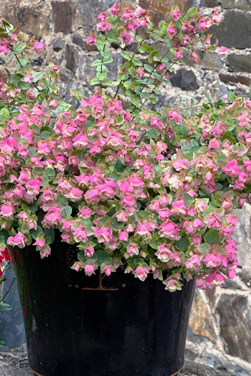  Kent Beauty Oregano - 6 Pack Of 1 Gallon Pos