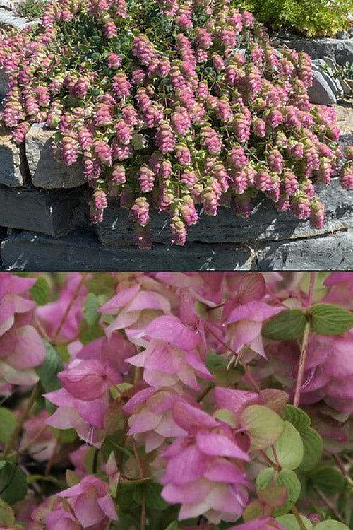  Kent Beauty Oregano - 6 Pack Of 1 Gallon Pos