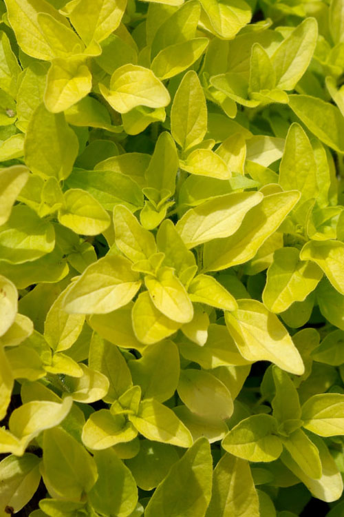  Golden Oregano - 5 Pack Of Pint Pots