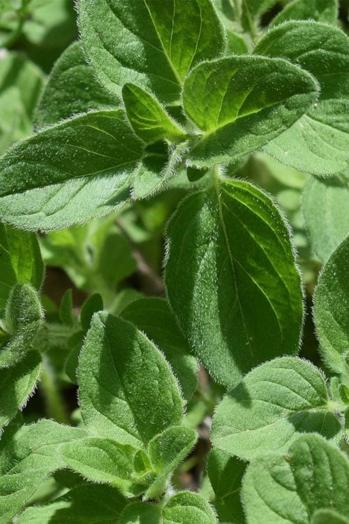  True Greek Oregano - 6 Pack Of Pint Pots 