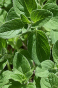  True Greek Oregano - 6 Pack Of Pint Pots