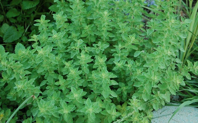  True Greek Oregano - 6 Pack Of Pint Pots