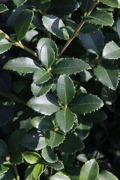  Delavay Tea Olive (Osmanthus Delavayi)- 2 Gallon Pot