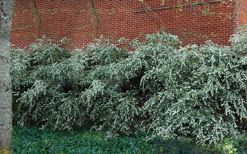  Delavay Tea Olive (Osmanthus Delavayi)- 5 Gallon Pot