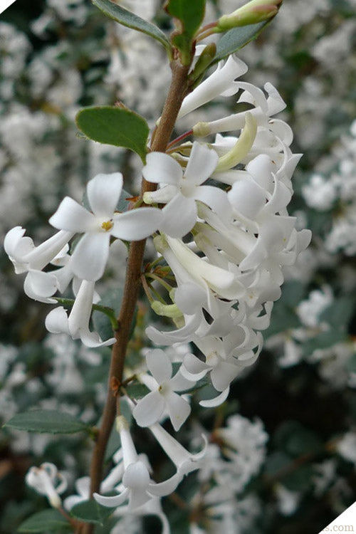  Delavay Tea Olive (Osmanthus Delavayi)- 2 Gallon Pot