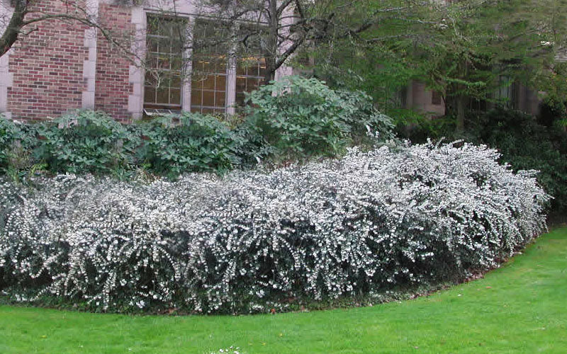  Delavay Tea Olive (Osmanthus Delavayi)- 2 Gallon Pot