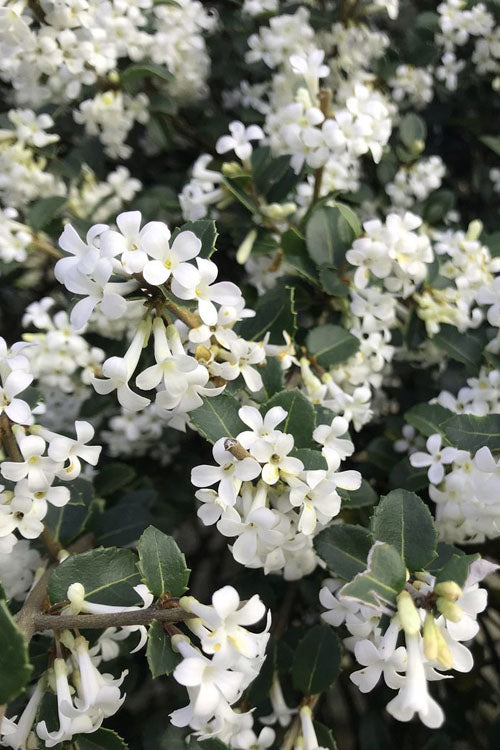  Delavay Tea Olive (Osmanthus Delavayi)- 3 Gallon Pot