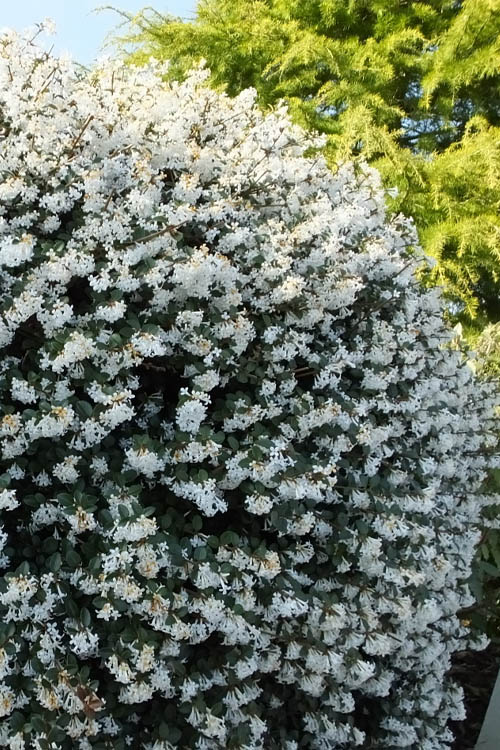  Delavay Tea Olive (Osmanthus Delavayi)- 3 Gallon Pot