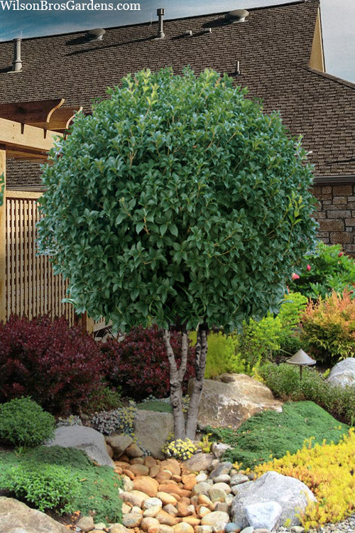  Fruitland's Fortune Tea Olive (Fragrant Osmanthus)- 3 Gallon Pot