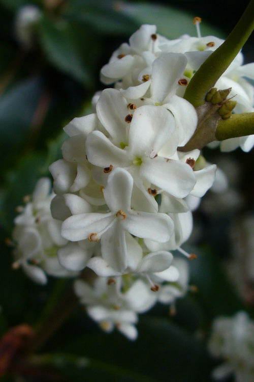  Fruitland's Fortune Tea Olive (Fragrant Osmanthus)- 3 Gallon Pot
