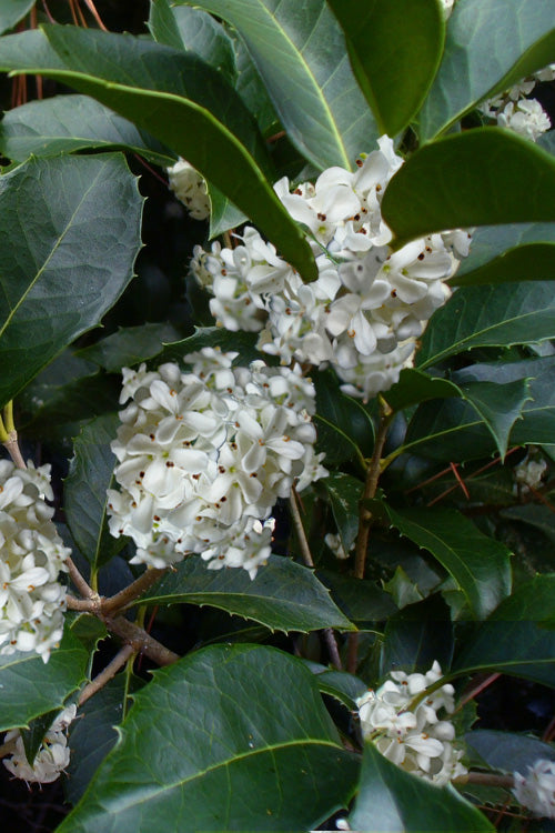  Fruitland's Fortune Tea Olive (Fragrant Osmanthus)- 3 Gallon Pot
