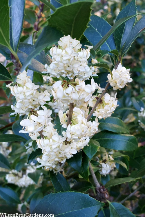  Fruitland's Fortune Tea Olive (Fragrant Osmanthus)- 7 Gallon Pot (4-5')