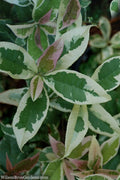  Pink Flush Variegated Tea Olive (Osmanthus Fragrans 'Yinbi Shuanghui') - 6 Pack Of 1 Gallon Pots