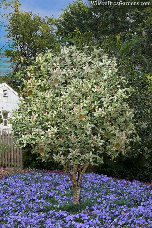  Pink Flush Variegated Tea Olive (Osmanthus Fragrans 'Yinbi Shuanghui') - Quart Pot