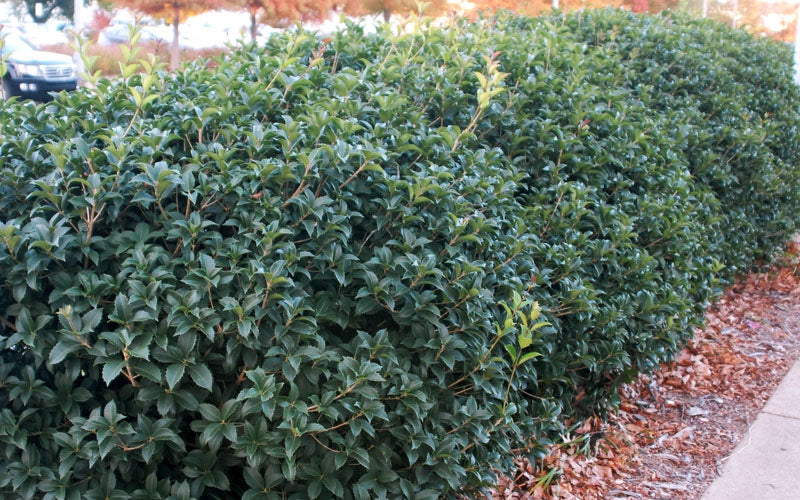  Fruitland's Fortune Tea Olive (Fragrant Osmanthus)- 3 Gallon Pot