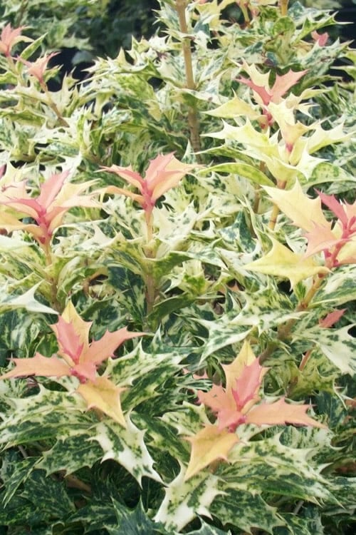  Goshiki Osmanthus (Variegated False Holly) - 2 Gallon Pot