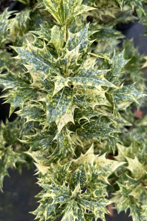  Goshiki Osmanthus (Variegated False Holly) - 1 Gallon Pot