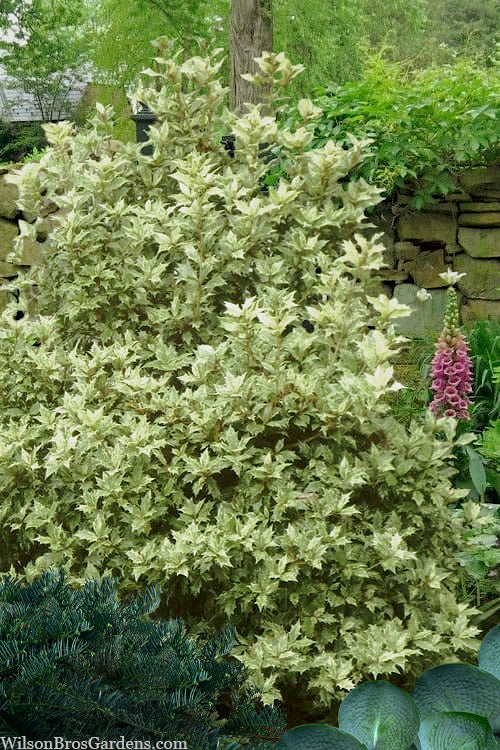  Goshiki Osmanthus (Variegated False Holly) - 2 Gallon Pot