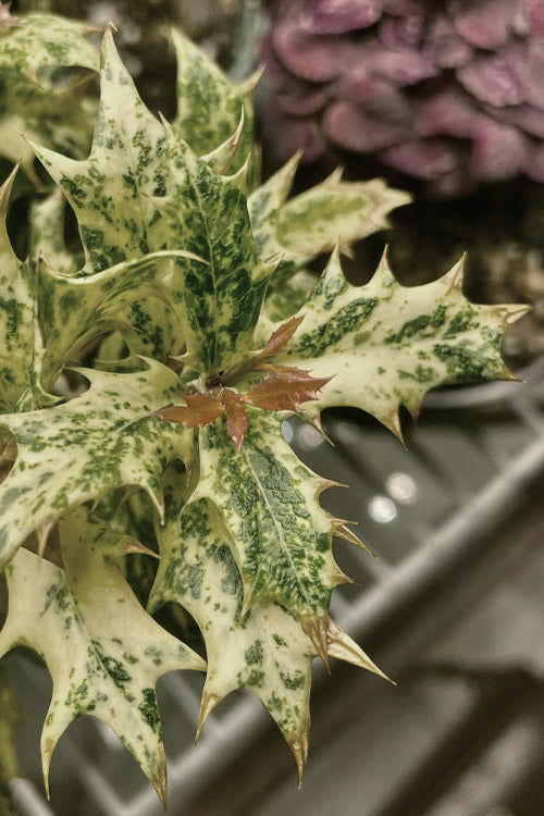  Goshiki Osmanthus (Variegated False Holly) - 2 Gallon Pot