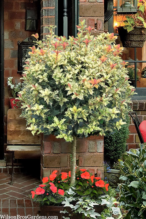  Goshiki Osmanthus Single Trunk Tree Form - 7 Gallon Pot