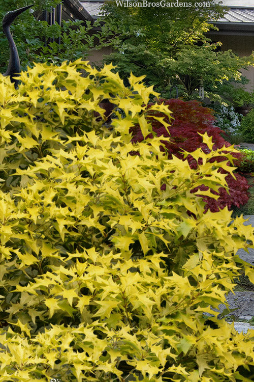  Ogon Yellow Fragrant Tea Olive (Osmanthus) - 5 Gallon Pot