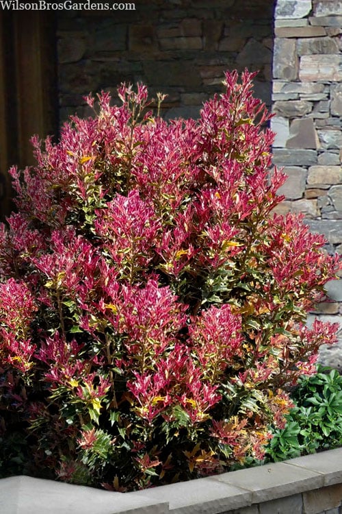  Party Lights Pink Flush Tea Olive - Osmanthus Heterophyllus - 5 Gallon Pot