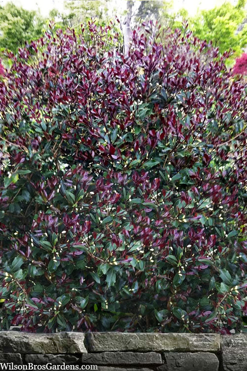  Purple Leaf Tea Olive (Osmanthus Heterophyllus 'Purpurea') - 2 Gallon Pot