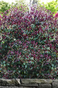  Purple Leaf Tea Olive (Osmanthus Heterophyllus 'Purpurea') - 2 Gallon Pot