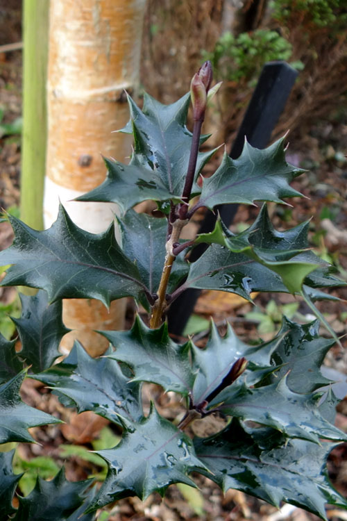  Purple Leaf Tea Olive (Osmanthus Heterophyllus 'Purpurea') - 2 Gallon Pot
