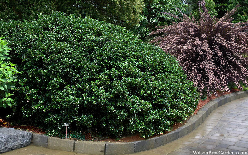  Round Leaf Tea Olive (Osmanthus Heterophyllus 'Rotundifolius') - 2 Gallon Pot