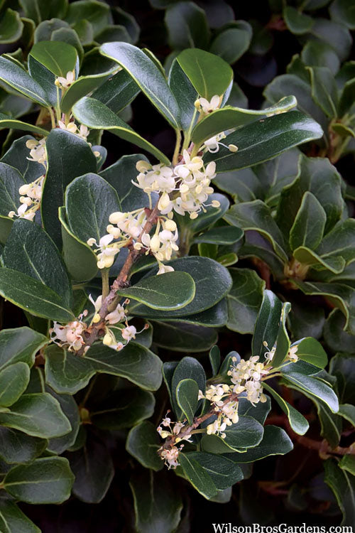  Round Leaf Tea Olive (Osmanthus Heterophyllus 'Rotundifolius')- 1 Gallon Pot