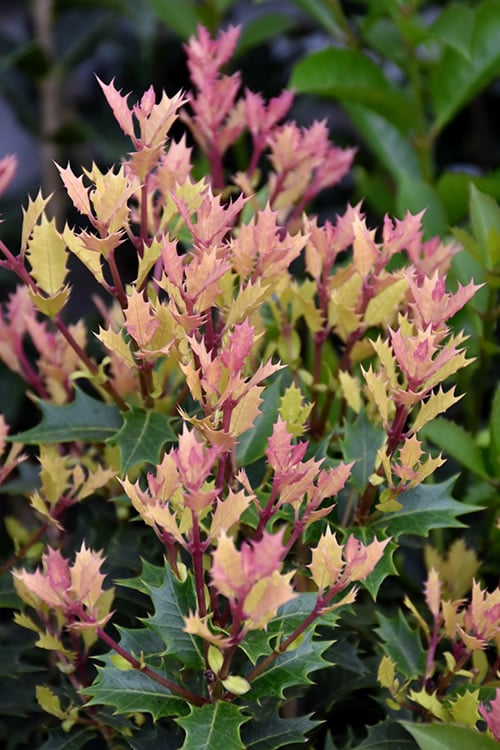  Party Lights Pink Flush Tea Olive - Osmanthus Heterophyllus - 5 Gallon Pot